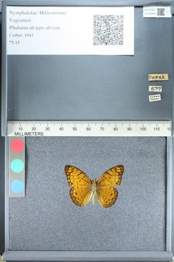 Media type: image;   Entomology 158946